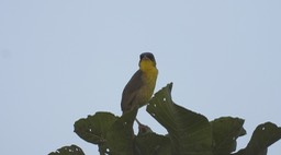 Yellowthroated, Gray-crowned (Belize 2021) b