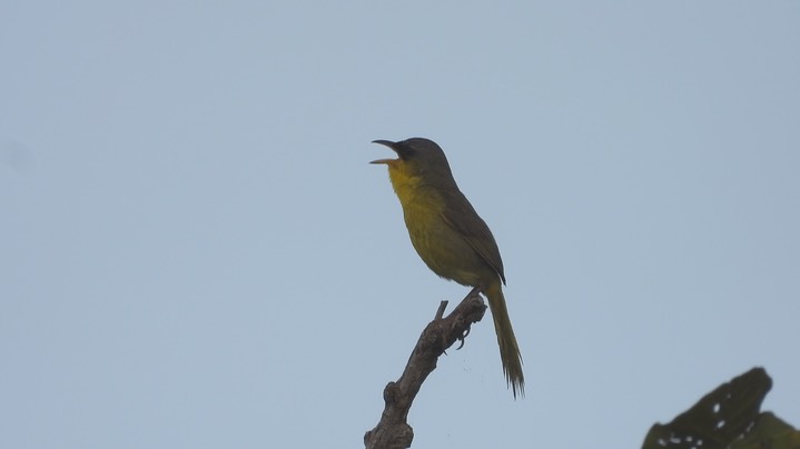 Yellowthroated, Gray-crowned (Belize 2021) e