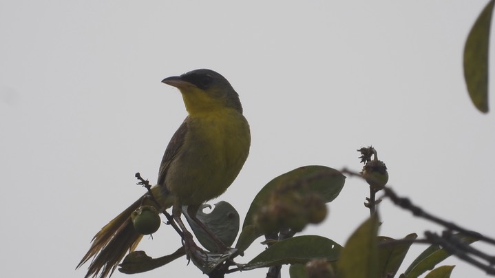 Yellowthroated, Gray-crowned (Belize 2021) f