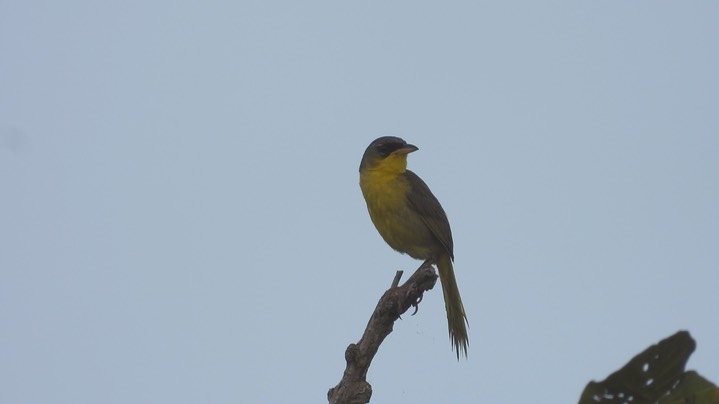 Yellowthroated, Gray-crowned (Belize 2021) d