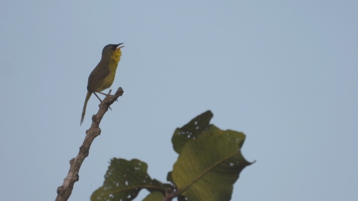 Yellowthroated, Gray-crowned (Belize 2021) a