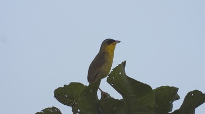 Yellowthroated, Gray-crowned (Belize 2021) c