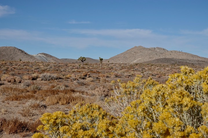 Yucca brevifolia, Joshua Tree, E. of Death Valley3