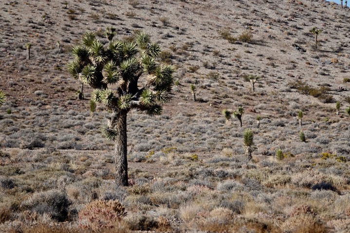 Yucca brevifolia, Joshua Tree, E. of Death Valley4