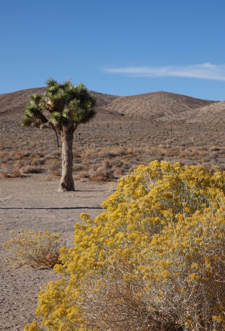 Yucca brevifolia, Joshua Tree, E. of Death Valley1