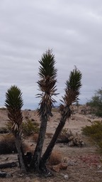 Yucca valida, Baja California Tree Yucca   Bahia de los Angeles, Baja California