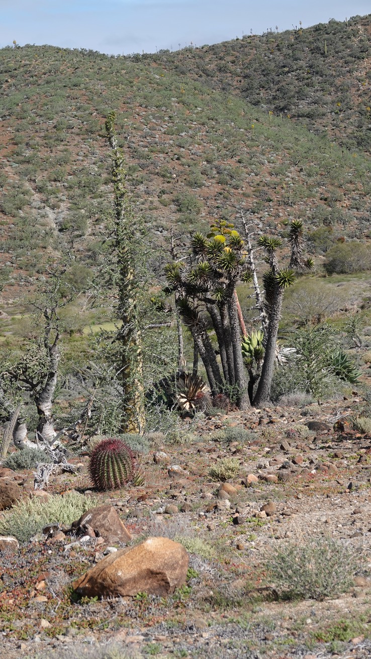 Yucca valida, Baja California Tree Yucca Baja California (1)