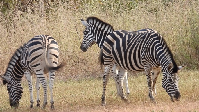 Zebra, Burchell's - Senegal 1