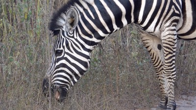 Zebra, Burchell's - Senegal 2