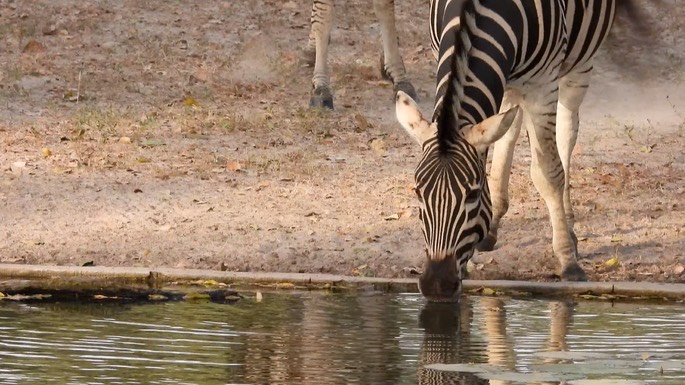 Zebra, Burchell's - Senegal 3