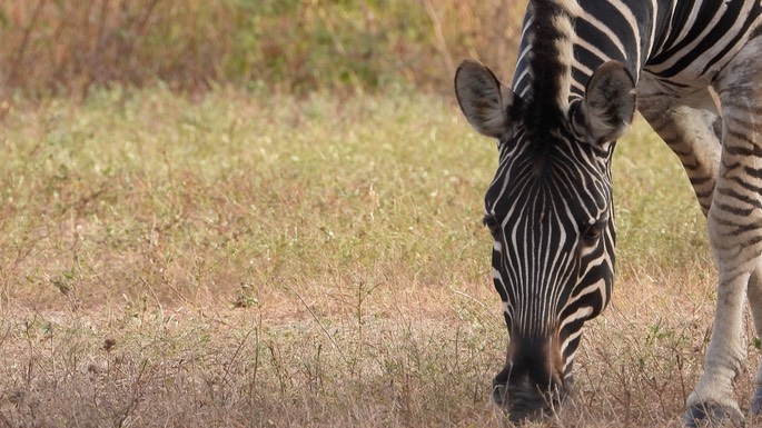 Zebra, Burchell's - Senegal 4