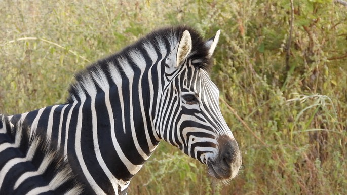 Zebra, Burchell's - Senegal 6