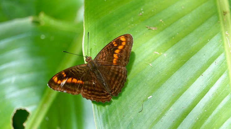 Adelpha levona i2