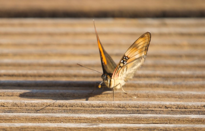 Adelpha mesentina, Mesentina Sister1