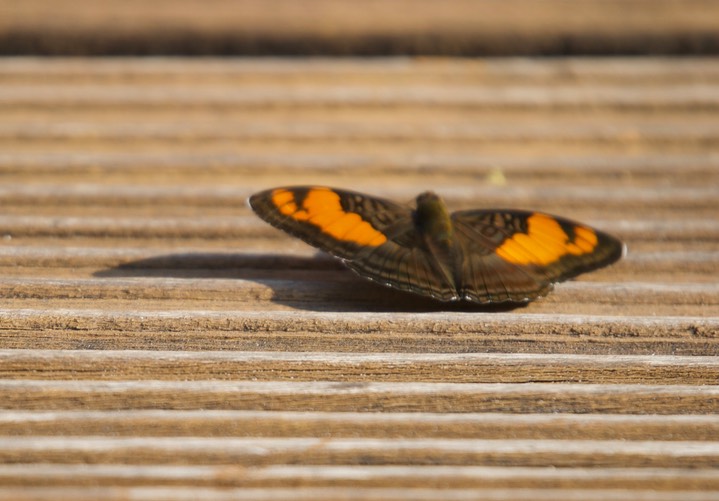 Adelpha mesentina, Mesentina Sister2