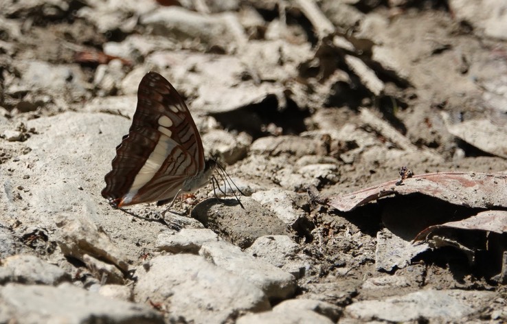 Adelpha serpa celerio1