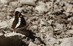 Adelpha serpa celerio2