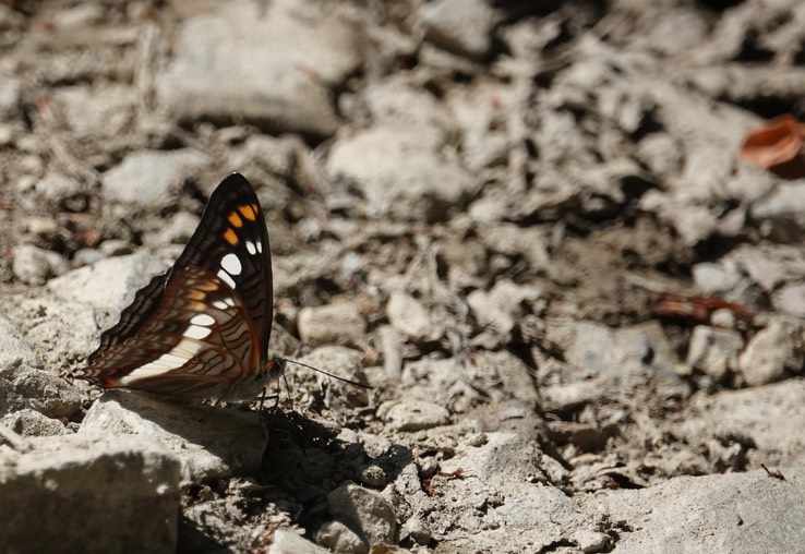 Adelpha serpa celerio3