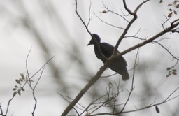 Amazonian Umbrellabird, Cephalopterus ornatus