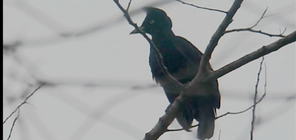 Amazonian Umbrellabird