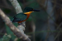 American Pygmy Kingfisher, Chloroceryle aenea aenea20a