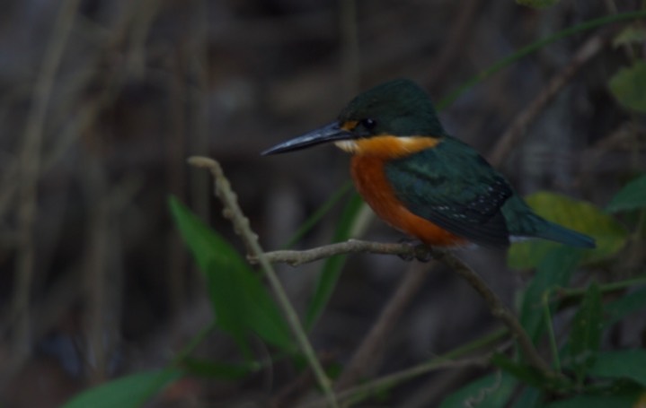 American Pygmy Kingfisher, Chloroceryle aenea aenea20c