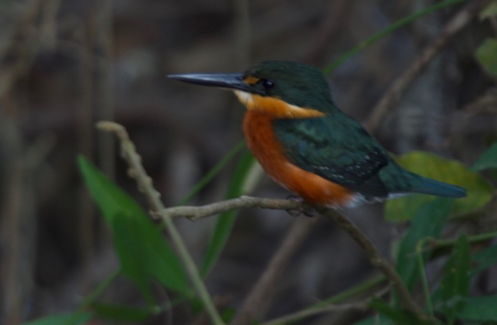 American Pygmy Kingfisher, Chloroceryle aenea aenea