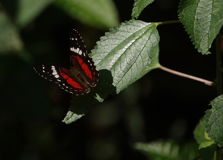 Anartia amathea amathea1