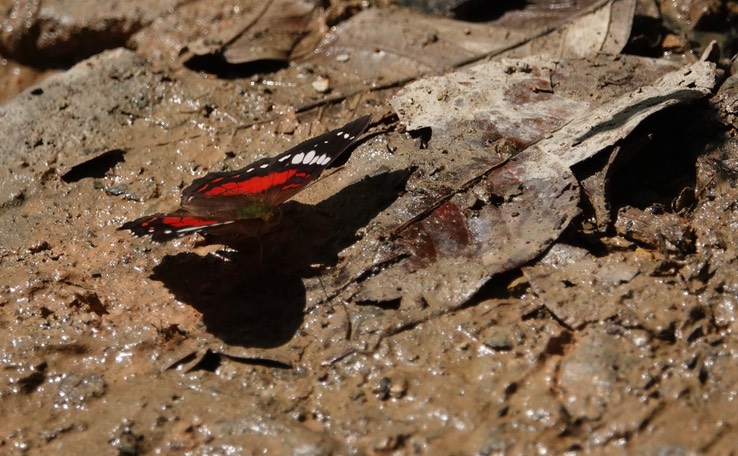 Anartia amathea amathea2