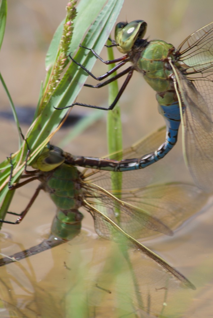 Anax junius Common Green Darner3