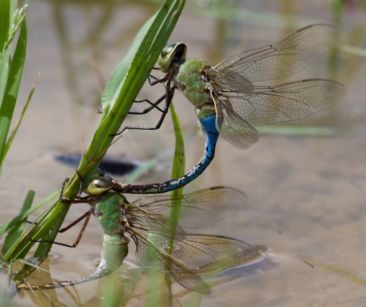 Anax junius Common Green Darner