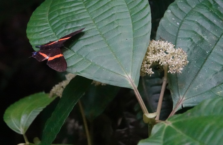 Ancyluris inca huascar2