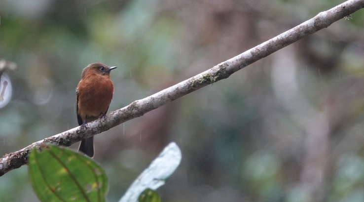 (Andean) Cinnamon Flycatcher g2