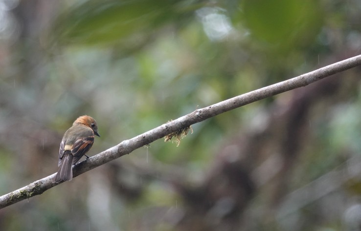 (Andean) Cinnamon Flycatcher g3