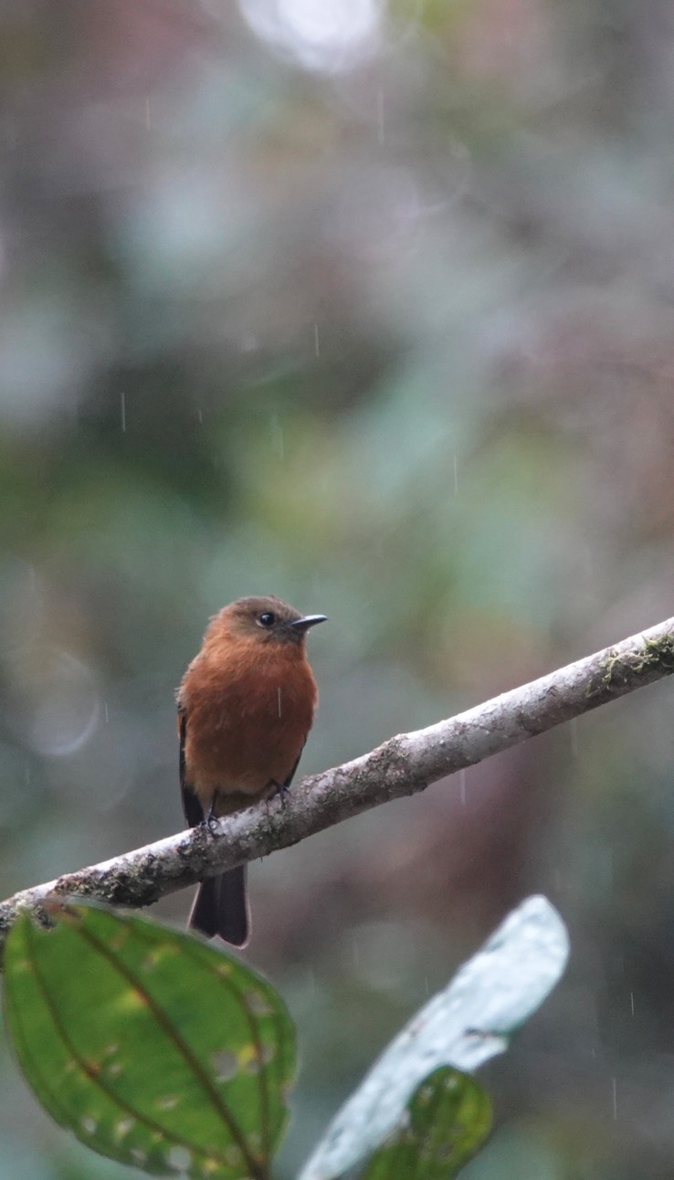 (Andean) Cinnamon Flycatcher g1