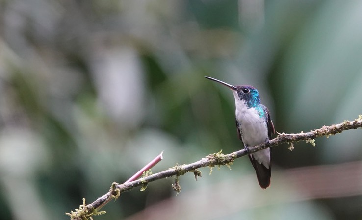 Andean Emerald i1