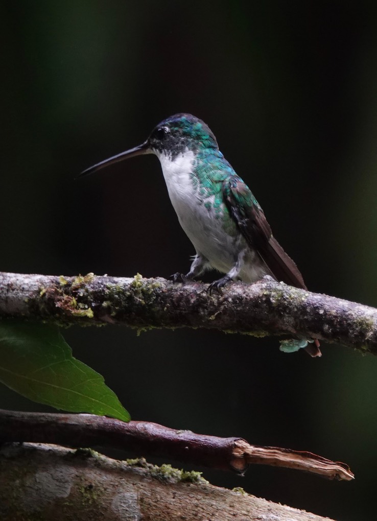 Andean Emerald1