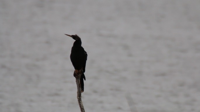 Anhinga 3