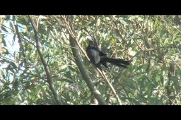 Ani, Smooth-billed peru