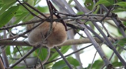 Anteater, Silky - Cyclopes didactylus - Caroni Swamp, Trinidad