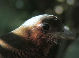 Antpitta, Giant 1