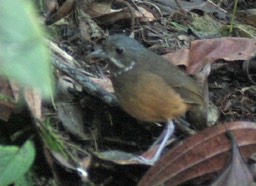 Antpitta, Moustached 1