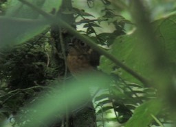 Antpitta, Slate-crowned 2