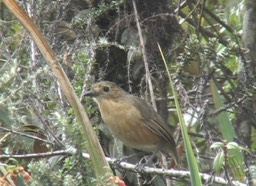 Antpitta, Tawny pp2