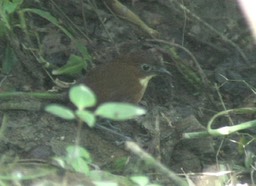 Antpitta, Yellow-breasted 1