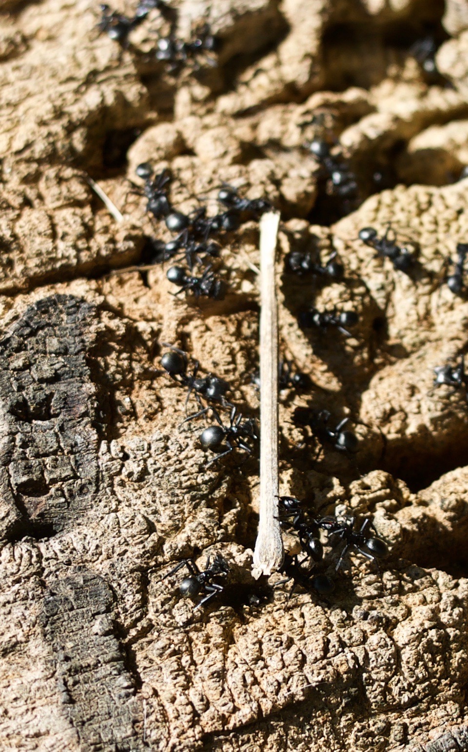 Ants Carrying Stick