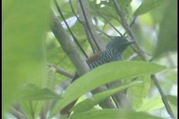 Antshrike, Chestnut-backed