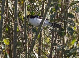 Antshrike, Great 1