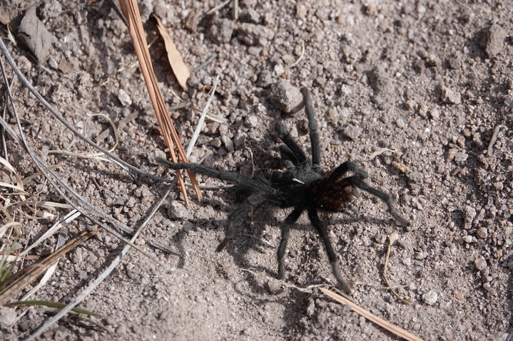 Aphonopelma madera4