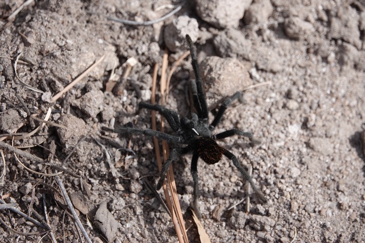 Aphonopelma madera5